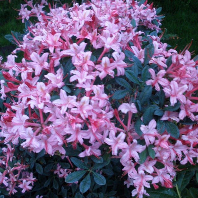 Deciduous Azalea Water Pixie