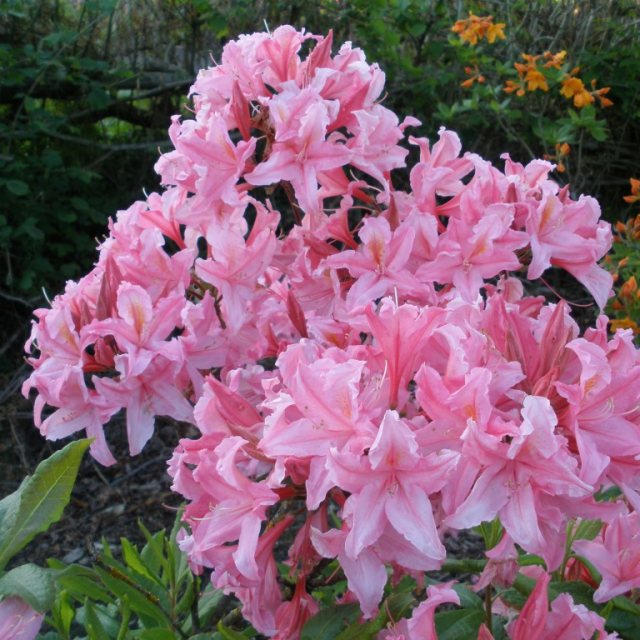 Deciduous Azalea Westminster