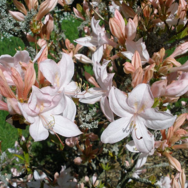 White Lights Deciduous Azalea - Buy Rhododendron White Lights online -  Millais Nurseries