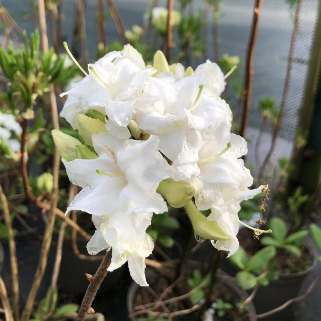 Whitethroat Deciduous Azalea - Buy Rhododendron Whitethroat AGM online -  Millais Nurseries