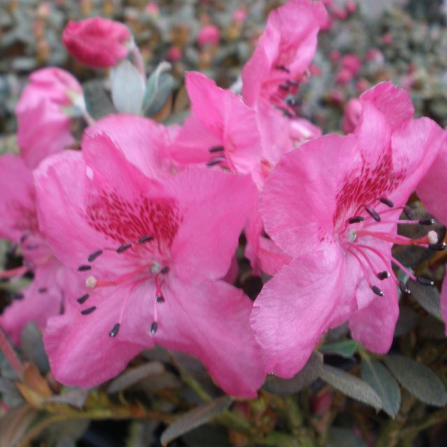 Dwarf Rhododendron calostrotum 'Gigha'  AGM