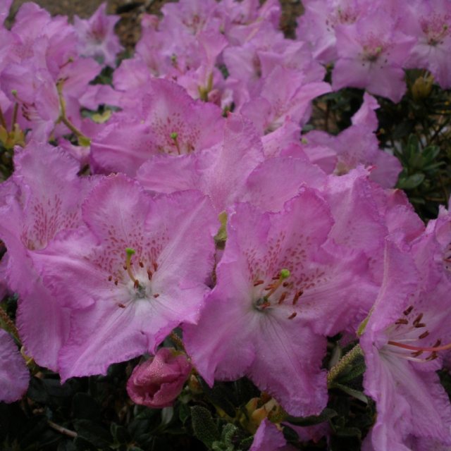 Dwarf Rhododendron calostrotum keleticum  AGM