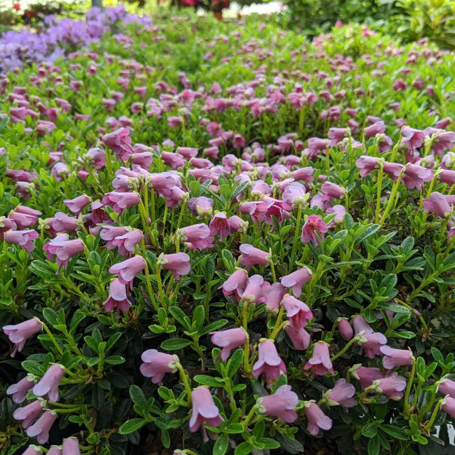Dwarf Rhododendron campylogynum Myrtilloides AGM
