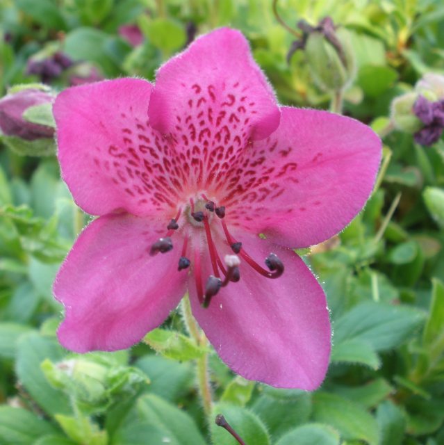 Dwarf Rhododendron camtschaticum