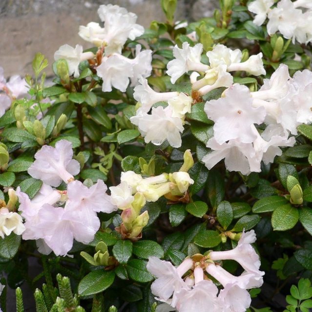 Dwarf Rhododendron cephalanthum Crebreflorum