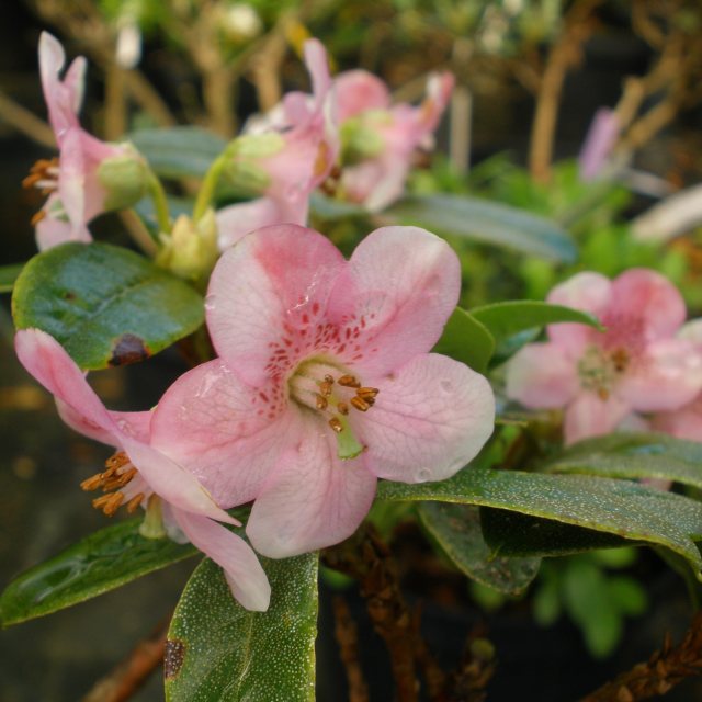 Dwarf Rhododendron charitopes  F 25570