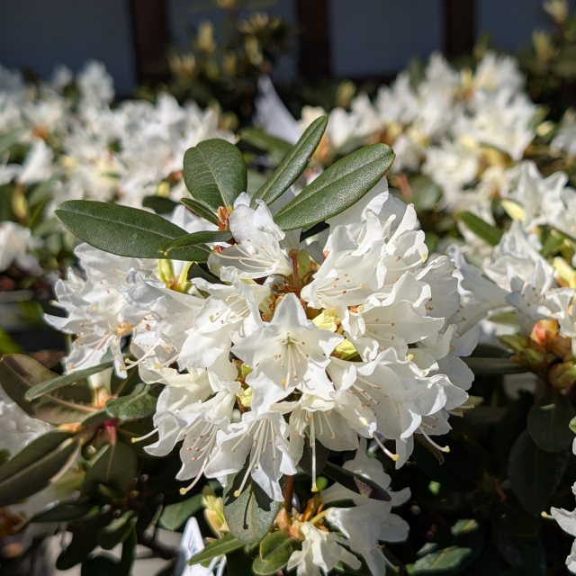 Dwarf Rhododendron Crane  AGM