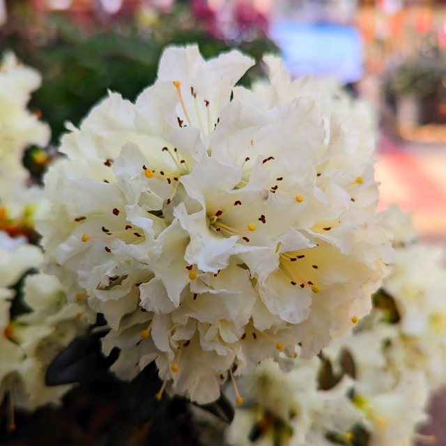 Dwarf Rhododendron Cream Crest