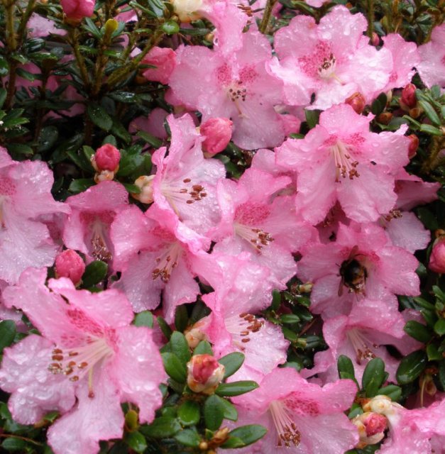 Dwarf Rhododendron dendrocharis