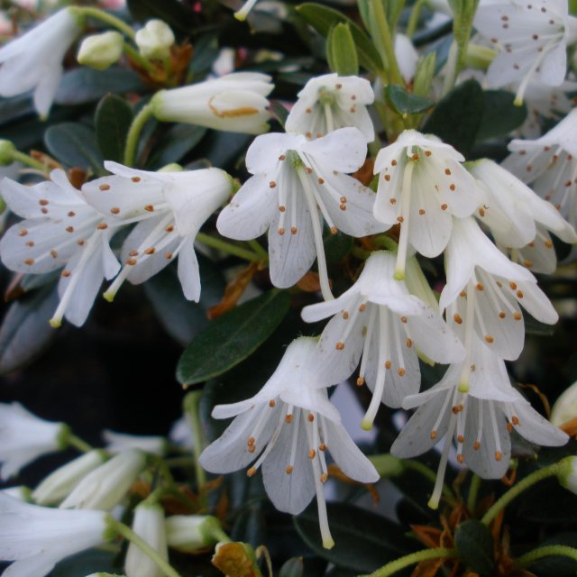 Dwarf Rhododendron Egret  AGM