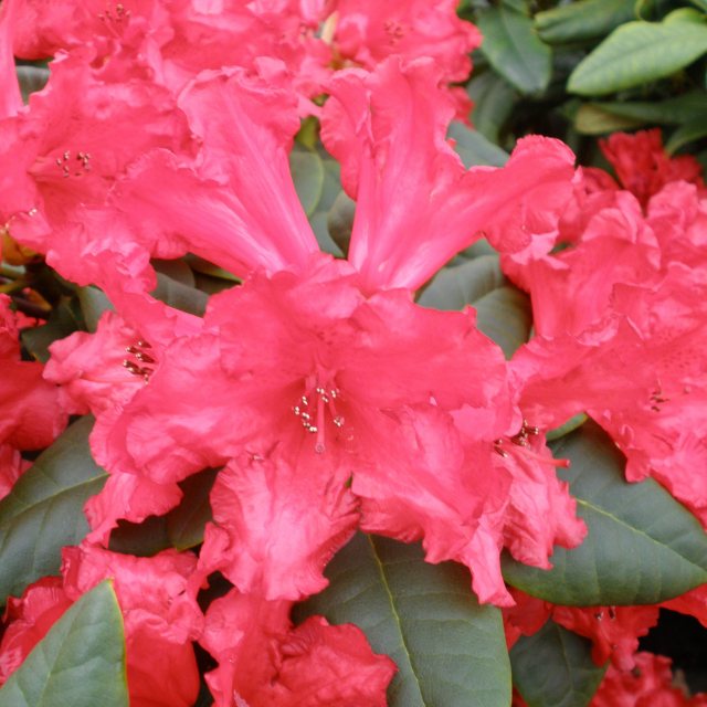 Dwarf Rhododendron Elisabeth Hobbie  AGM