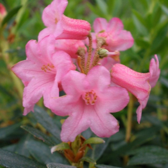 Dwarf Rhododendron ferrugineum
