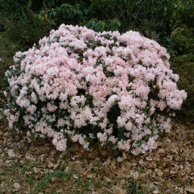 rhododendron ponticum 'graziella' iii Pontische Alpenrose 'Graziella' (Rhododendron ponticum III) kaufen –  pflanzenmax.de