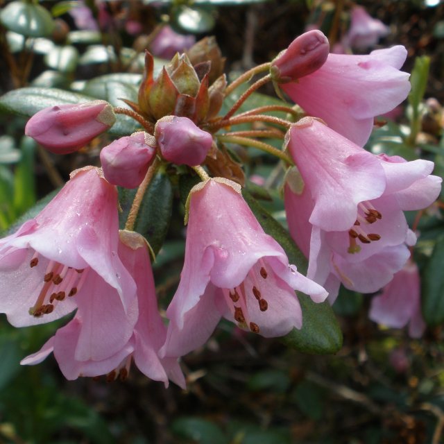 Dwarf Rhododendron glaucophyllum