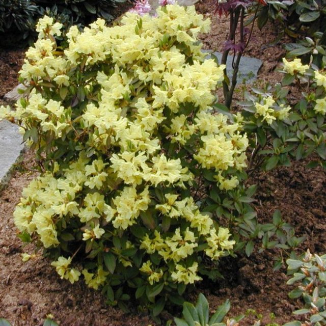Dwarf Rhododendron Golden Princess