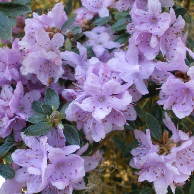 Dwarf Rhododendron hippophaeoides YU 13845