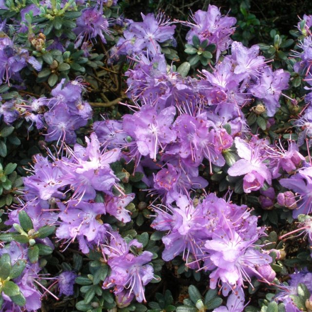 Dwarf Rhododendron impeditum