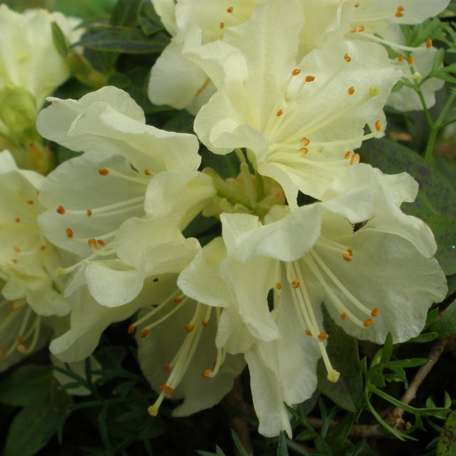 Dwarf Rhododendron keiskei 'Yaku Fairy'  AGM