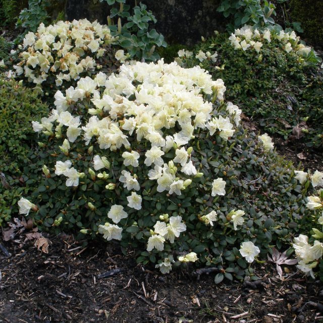 keiskei 'Yaku Fairy' Dwarf Rhododendron - Buy Rhododendron keiskei online -  Millais Nurseries