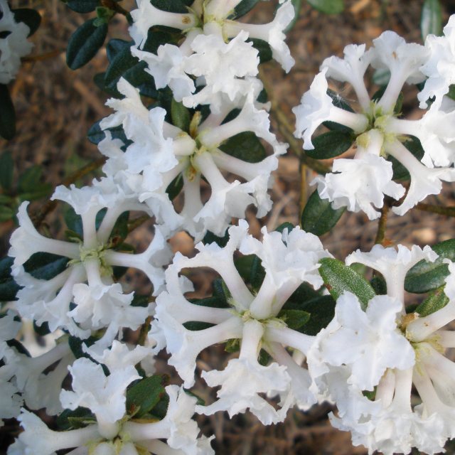 Dwarf Rhododendron Maricee