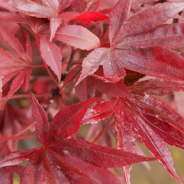 Acer palmatum 'Moonfire'