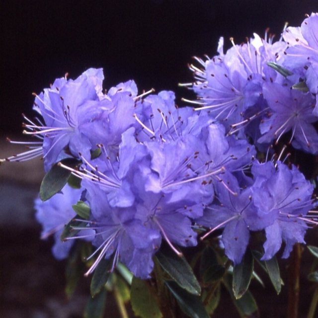 Dwarf Rhododendron Night Sky AGM