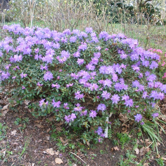Night Sky Dwarf Rhododendron - Buy Rhododendron Night Sky online - Millais  Nurseries