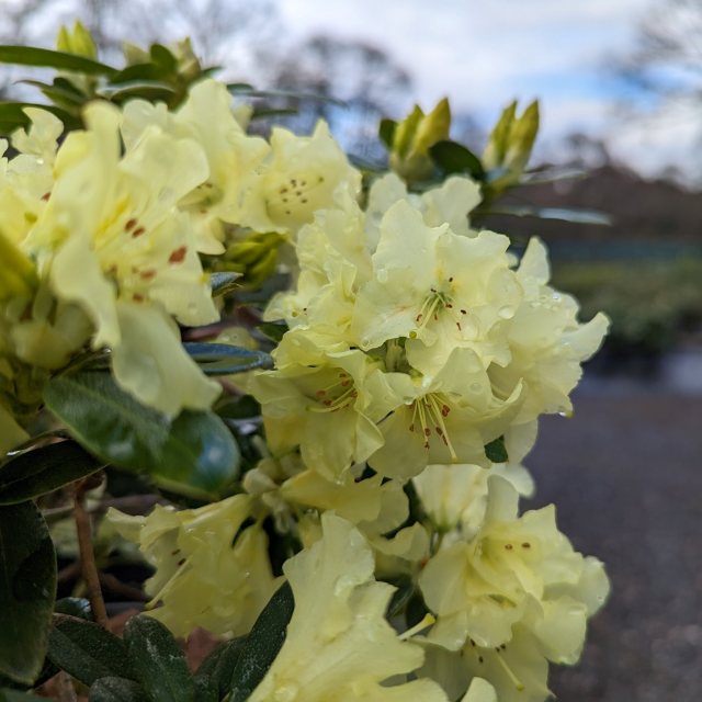 Dwarf Rhododendron Peter Bee