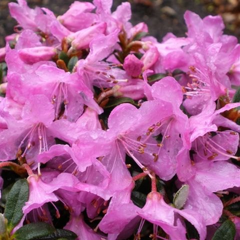 Dwarf Rhododendron Pink Drift