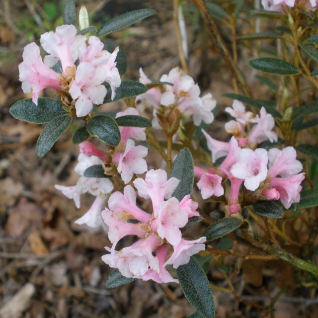 Dwarf Rhododendron primuliflorum 'Doker La' AGM