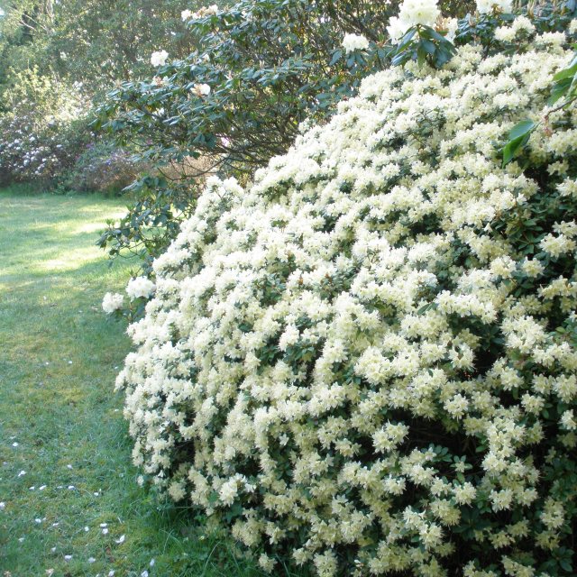 thuja smaragd polen Thuja 