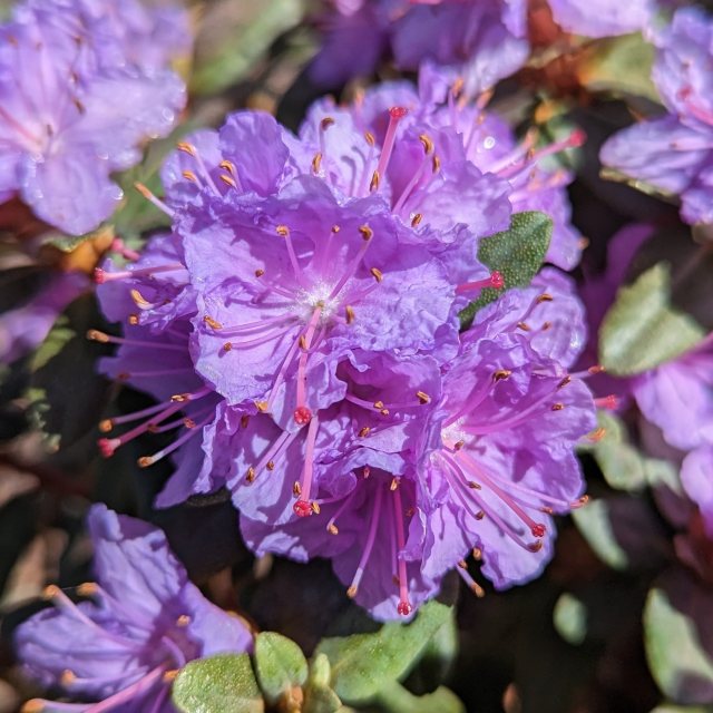 Dwarf Rhododendron Ramapo  AGM