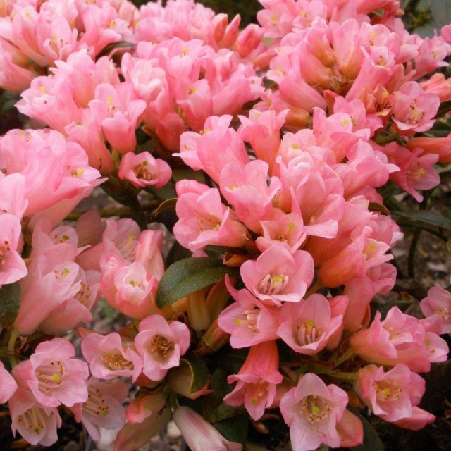 Dwarf Rhododendron Razorbill  AGM