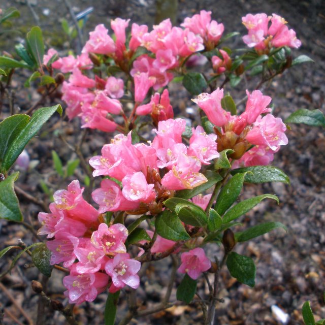 Razorbill Dwarf Rhododendrons Buy Rhododendron Razorbill Online