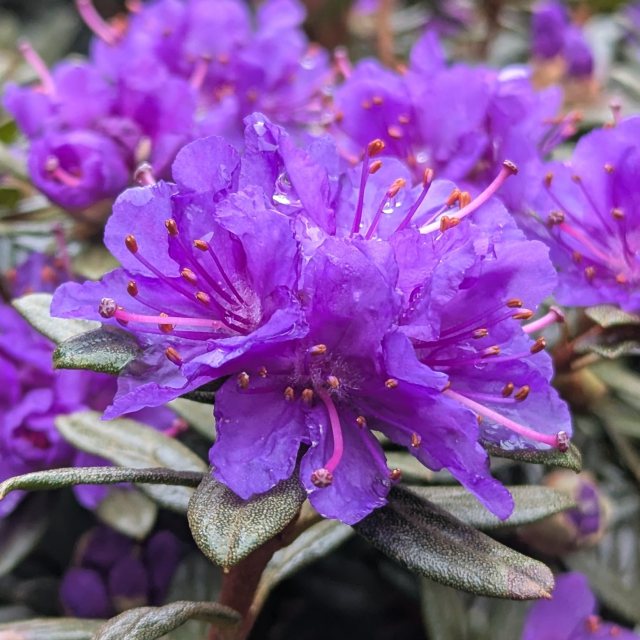 Dwarf Rhododendron Sacko