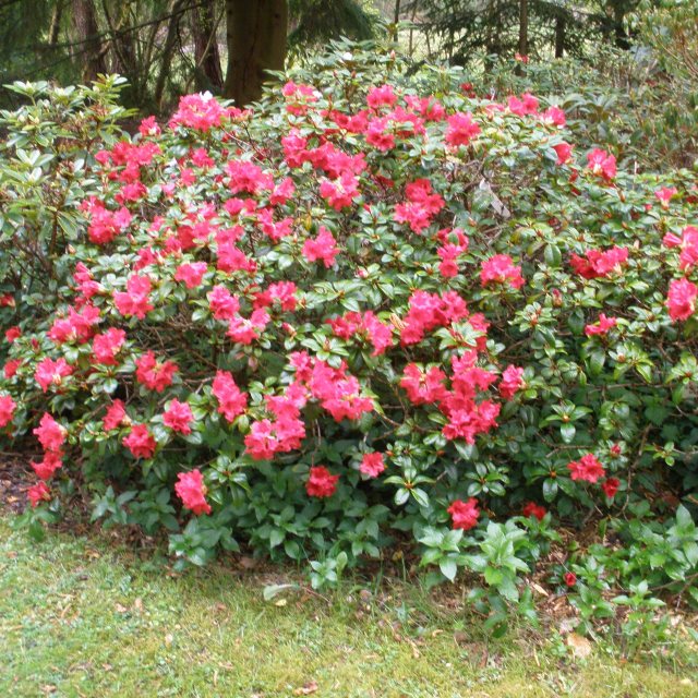 Scarlet Wonder Rhododendrons - Buy Rhododendron Scarlet Wonder Online -  Millais Nurseries