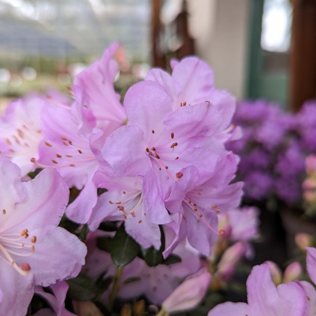 Dwarf Rhododendron Snipe