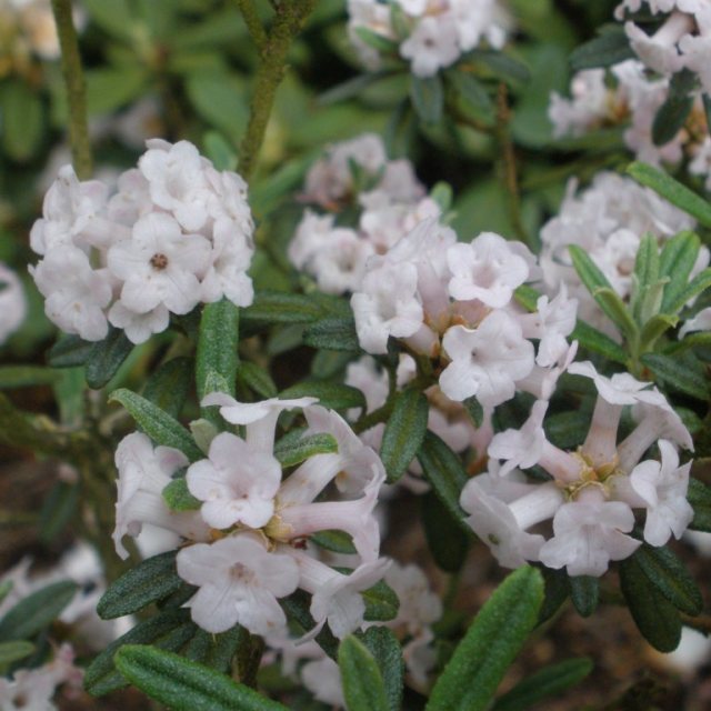 Dwarf Rhododendron trichostomum 'Collingwood Ingram'  AGM