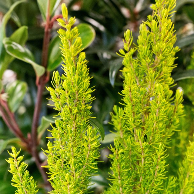 Erica arborea Albert's Gold