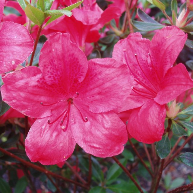 Evergreen Azalea Aladdin