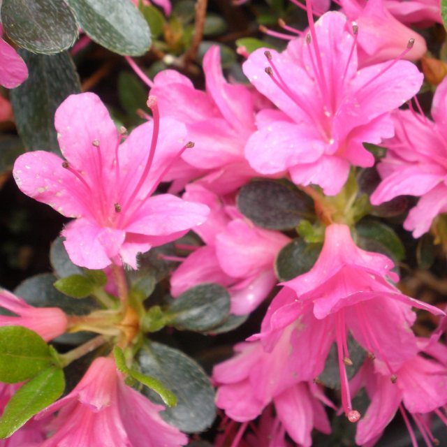 Evergreen Azalea Amoena