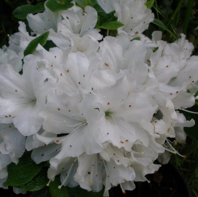 Evergreen Azalea Arctic Fox