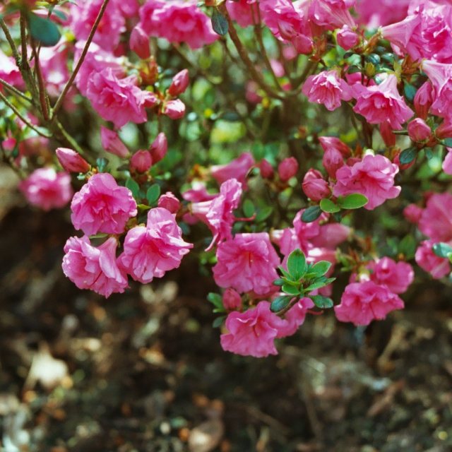 Babuschka Evergreen Azalea - Buy Rhododendron Babuschka online - Millais  Nurseries