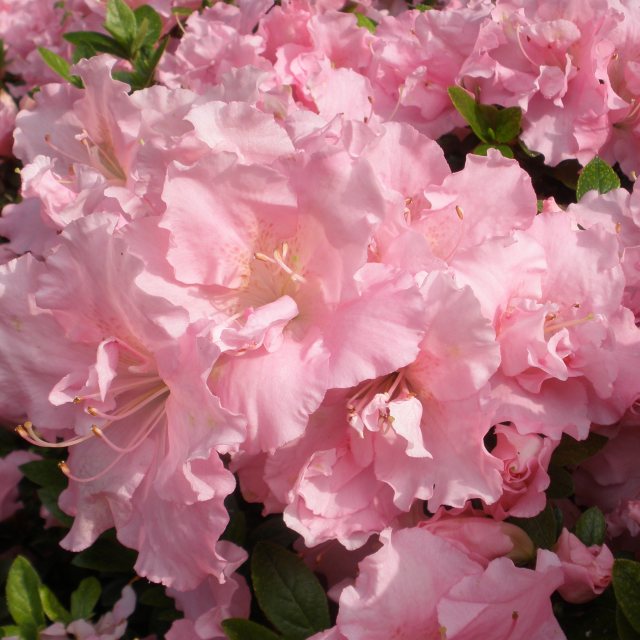 Evergreen Azalea Betty Anne Voss