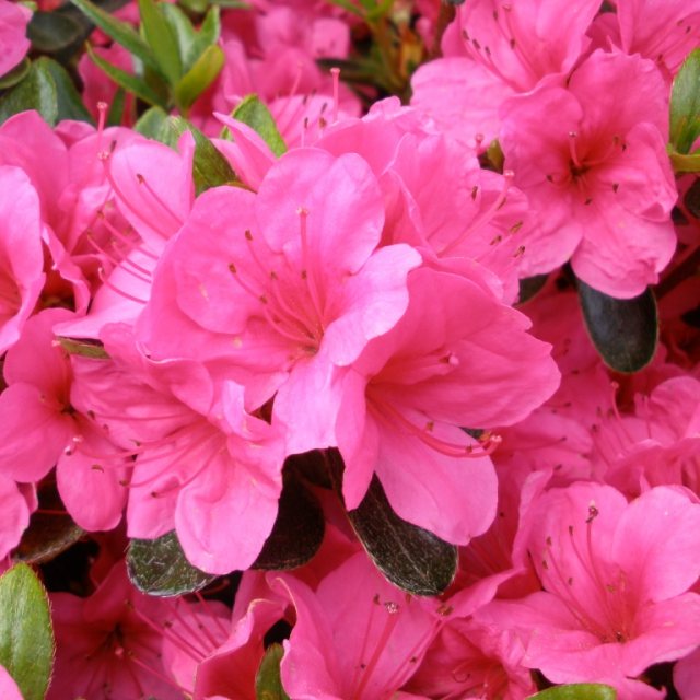 Evergreen Azalea Corany