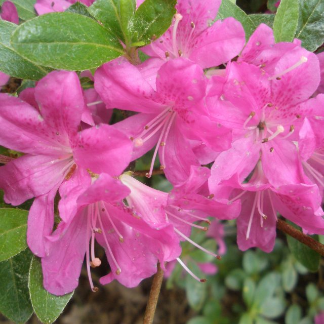 Evergreen Azalea Diamant Lilac