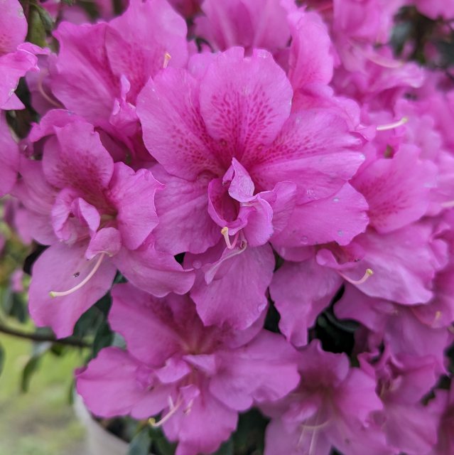 Evergreen Azalea Flower Arranger