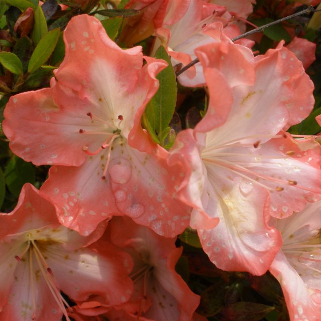 Evergreen Azalea Frosted Orange