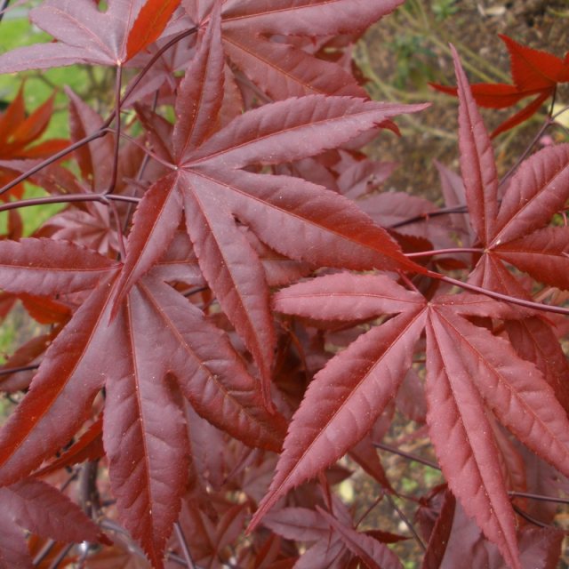 Acer palmatum 'Red Emperor'