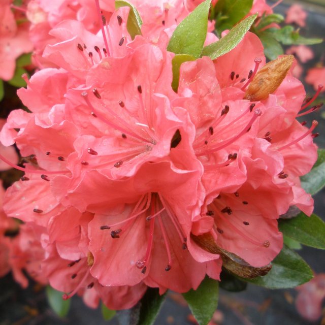 Evergreen Azalea Geisha Orange